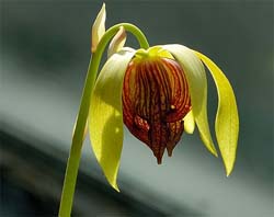 . Darlingtonia.  . .