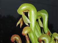 . Darlingtonia.  . .