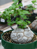 , (DIOSCOREA),   