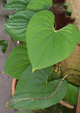 , (DIOSCOREA),   