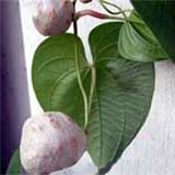 , (DIOSCOREA),   