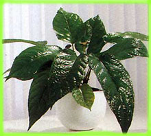  Dorstenia contrajerva