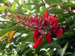 . Erythrina fusca