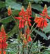 . Erythrina humeana