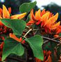 . Erythrina poeppigiana