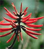 . Erythrina lysistemon