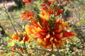 . Erythrina acanthocarpa