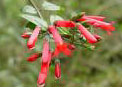 . Erythrina americana