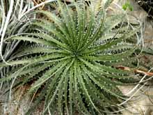  (Hechtia). 