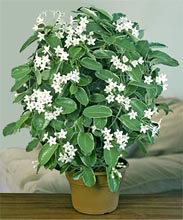  () Marsdenia floribunda (Stephanotis floribunda)