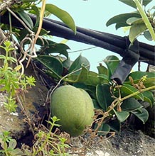  () Marsdenia floribunda (Stephanotis floribunda)