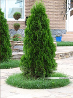 ������� �����������