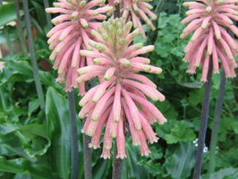  (Veltheimia)