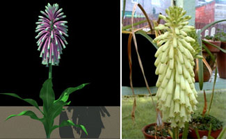  (Veltheimia)