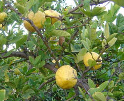 ,  (Citrus medica)