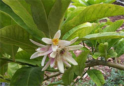 ,  (Citrus medica)